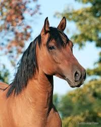 Quarter horse
