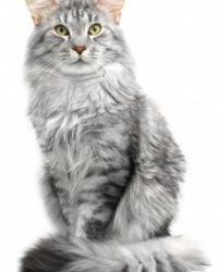 Maine coon