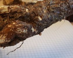 Armillaria