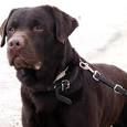 Labrador retriver
