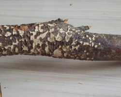 Cronartium ribicola