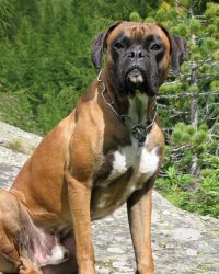 Boxer