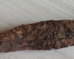 Gymnosporangium sabinae