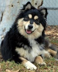 Fiński lapphund
