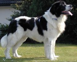 Landseer