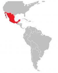 Meksyk - Meksyk|Meksyk - Mexico City