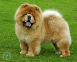 Chow chow