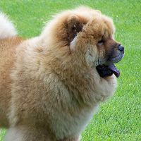 Chow chow