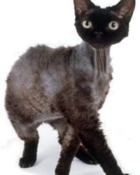 devon rex