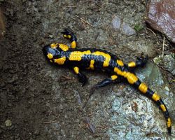 płaz - salamandra plamista