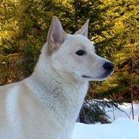 Canaan dog