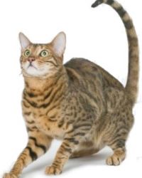bengalski