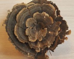 Trametes ochracea