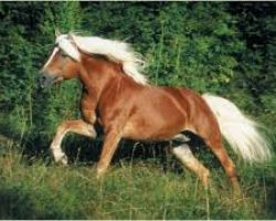 Haflinger