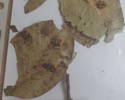 Gymnosporangium sabinae 