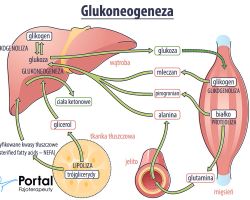 glukoza