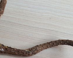 Melampsora populnea