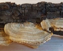 Trametes hirsuta
