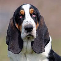 Basset