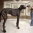 Dog niemiecki