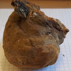 Fomitiporia robusta