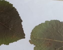 Melampsora spp.