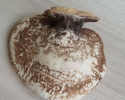 Fomitopsis betulina