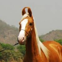 Koń marwari