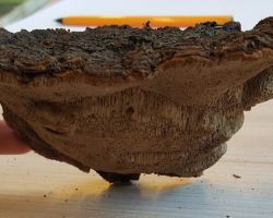 Phellinus pini