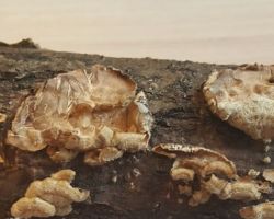 Stereum hirsutum