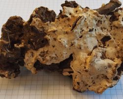 Heterobasidion annosum