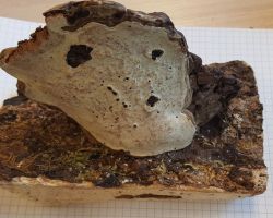 Gandoderma applanatum 