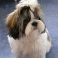 Shih tzu