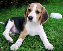 Beagle