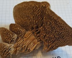 Daedalea quercina