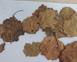 Venturia macularis