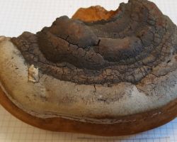 Phellinus igniarius 