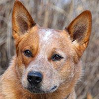 Australian cattle dog