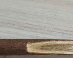 Verticillium albo-atrum
