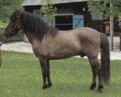 Tarpan