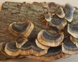 Trametes versicolor