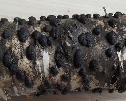 Hypoxylon