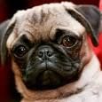 Mops