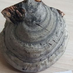 Fomes fomentarius