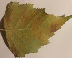 Melampsoridium betulinum