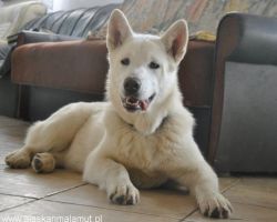 Alaskan Malamute