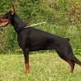Doberman