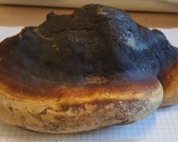 Fomitopsis pinicola 