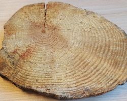 Endocronartium pini