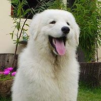 Kuvasz
